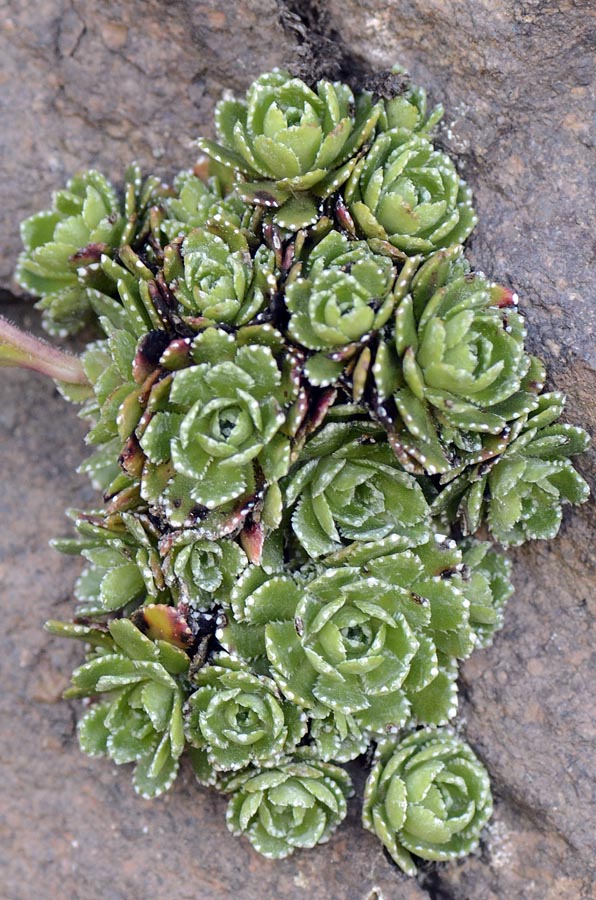 Saxifraga paniculata / Sassifraga alpina